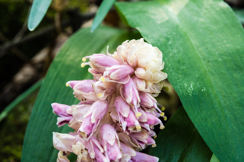 Lathraea squamata?..quasi: Lathraea squamaria